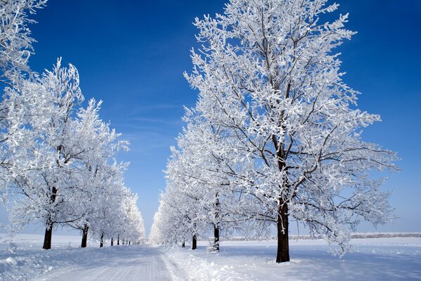 Snow-covered trees on a clear winter morning