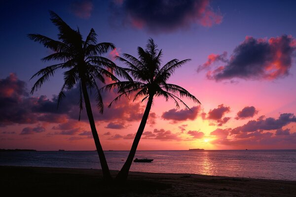 Deux palmiers au coucher du soleil près de la mer