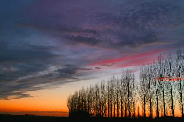 Sonnenuntergang über den Bäumen. Schöner Himmel