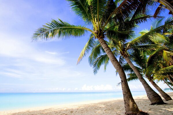 Palme sulla spiaggia di sabbia