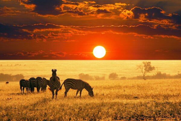 Plaine africaine, troupeau de zèbres paissant sur fond de coucher de soleil écarlate