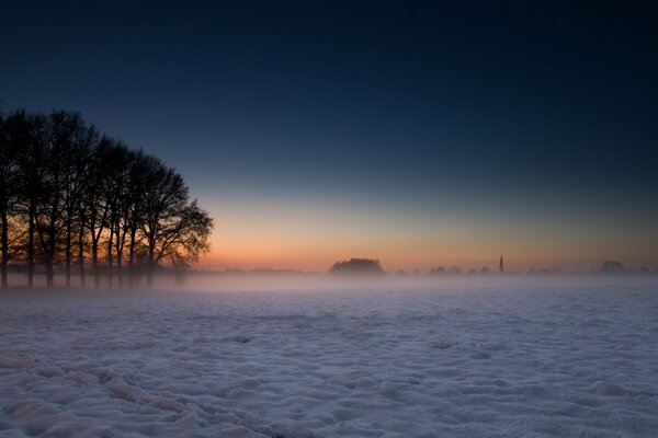 Bäume im Winter bei Nebel und Schnee