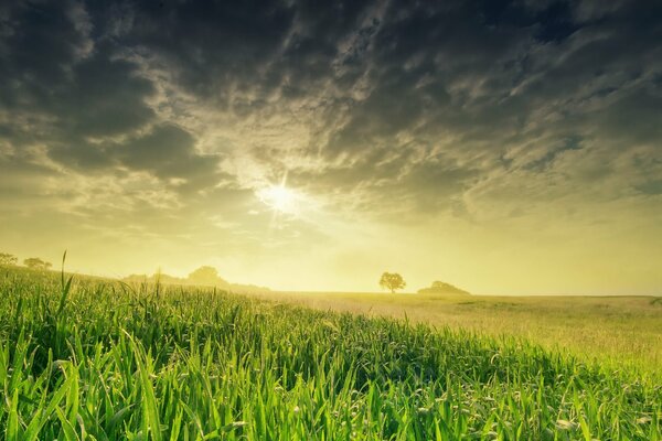 Campo primaverile inondato di sole, erba succosa luminosa