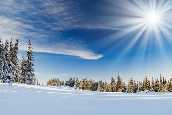 Winter frosty landscape of the forest