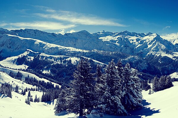 Weihnachtsbäume im Schnee auf schneebedeckten Gipfeln