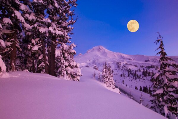 Bosque de invierno noche de Luna