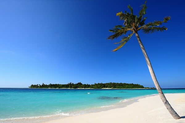 Landscape coast sea sand palm trees