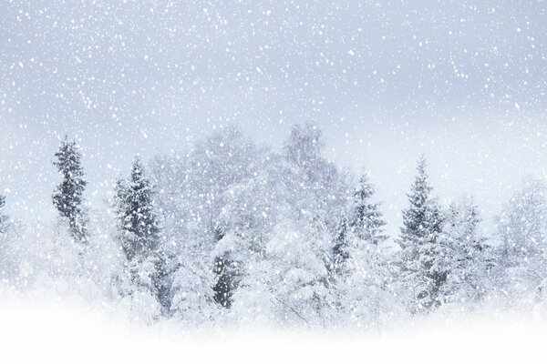 Große Schneeflocken schweben über dem Wald