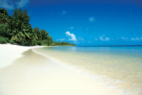 Hermosa playa con palmeras y arena