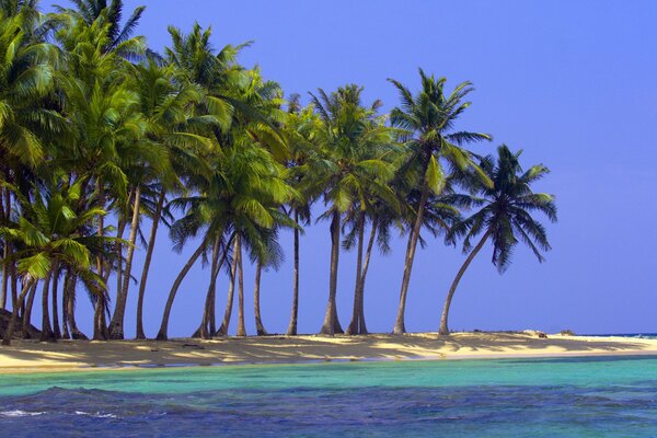 Strand am Meer mit Palmen und klarem, blauem Himmel