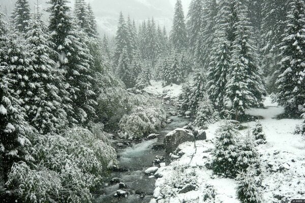 Śnieżny las. Świeża natura