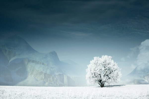 Schneebedeckten Baum auf dem Hintergrund der Berge