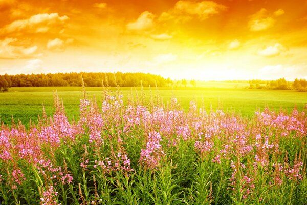 Flores silvestres en el fondo de una hermosa puesta de sol