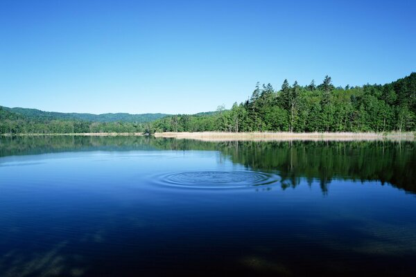 Hermoso lago azul en el bosque