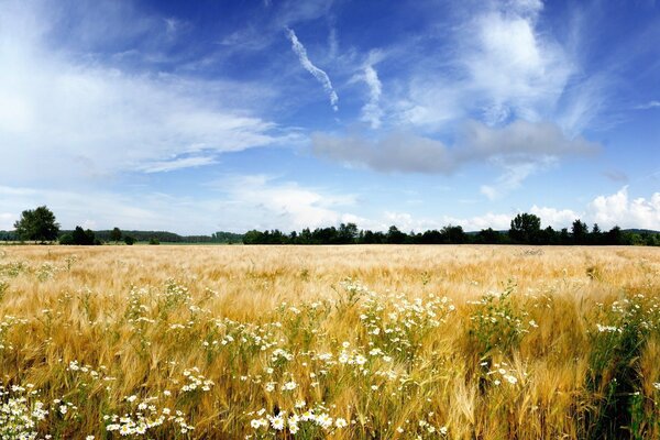 Blumen auf dem Feld im Sommer