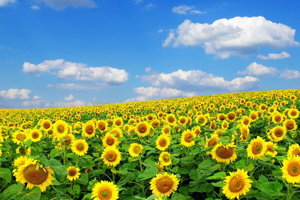 Campo de girasoles bajo un cielo despejado