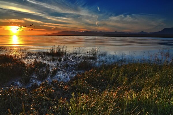 A school of birds on the background of the sunset sky and lake