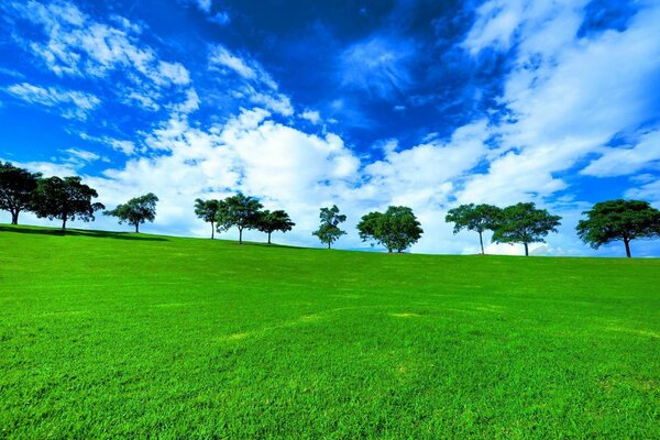 Hierba verde y cielo azul