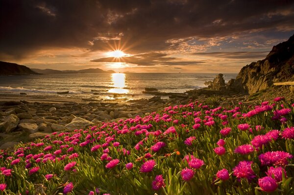 Vue inhabituelle de fleurs sur fond de coucher de soleil sur la mer