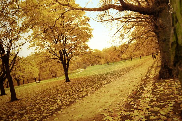 Herbstlandschaft Spaziergang im Park