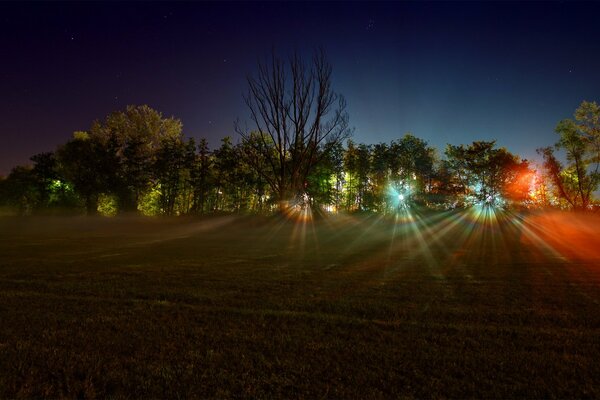 Luces en los árboles en el bosque