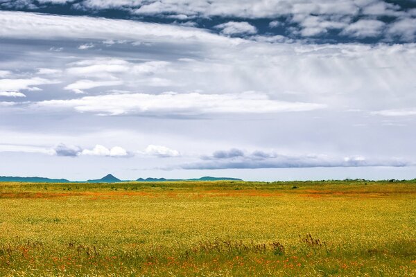 Ein wunderschönes Feld mit Blumen und unglaublichen Trümmern