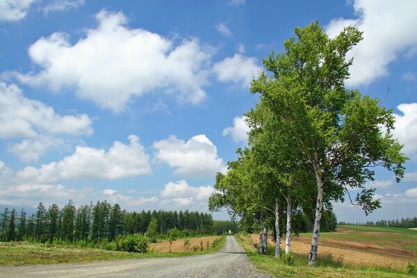 Route d été allant à la forêt de bouleaux