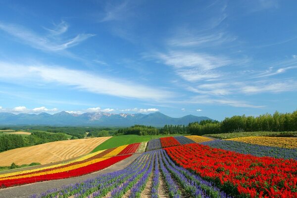 Campo de flores con tulipanes