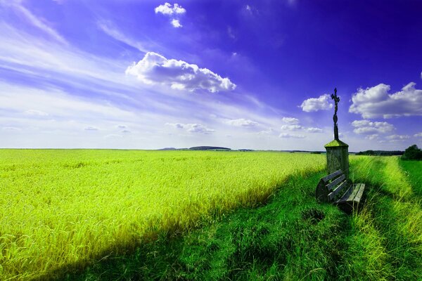 Panchina solitaria in un giovane campo di grano