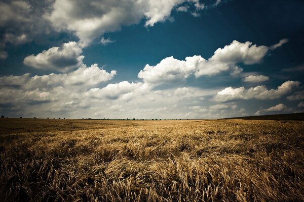 Chmury nad polem. Kolorowy krajobraz