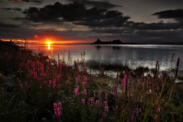 Puesta de sol naranja. El sol se pone en el agua. Flores carmesí en la orilla