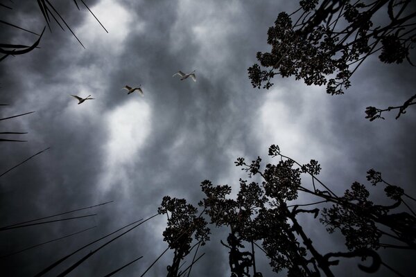 Pájaros en un cielo gris nublado vista desde abajo