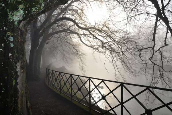 Morning fog on the river bank