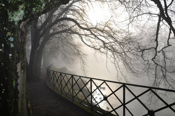 Niebla de la mañana en la orilla del río