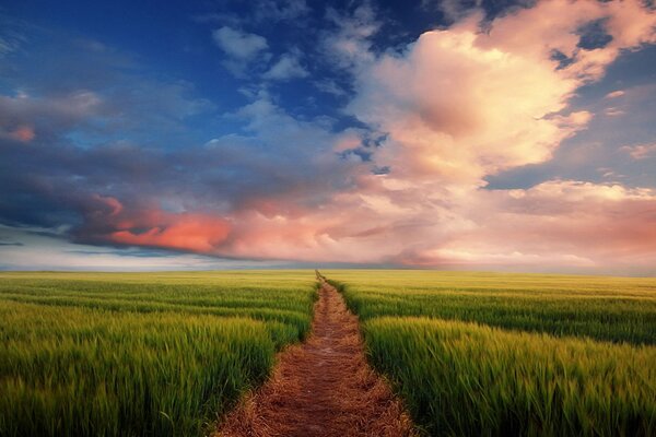 Sentier dans un champ au-delà de l horizon