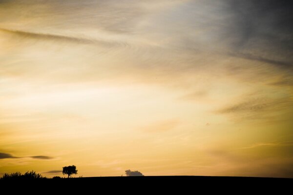 Silhouette des Grases und des Baumes auf dem Hintergrund des gelben Himmels mit gefiederten Wolken