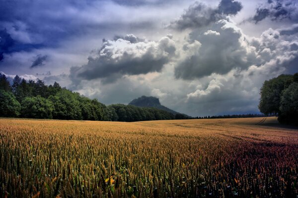 Campo di grano sotto le nuvole scure vicino alla foresta