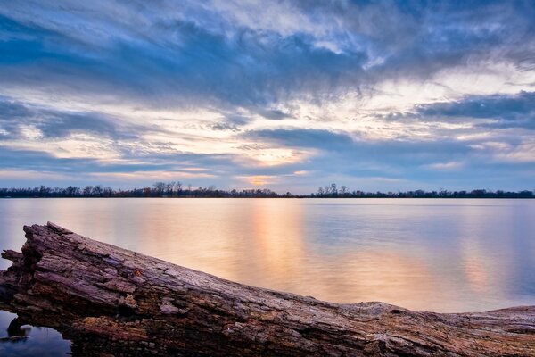 The remains of a tree in cold water. How