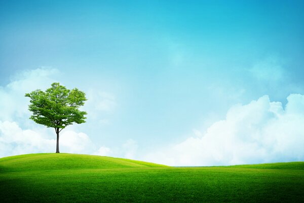 A green field and a tree against a blue sky with clouds