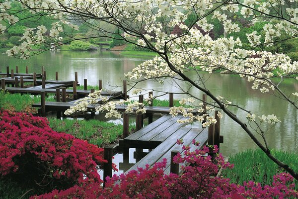 Alberi in fiore. Passerelle sull acqua