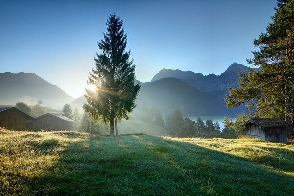 A lonely fir tree at dawn in the rays of the sun