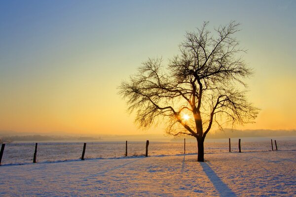 Arbre solitaire dans un champ d hiver