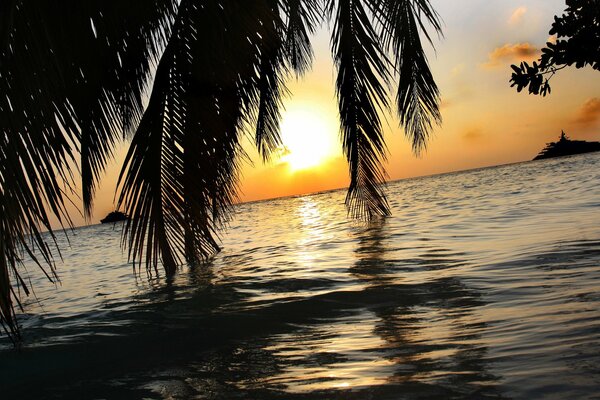 Blätter von Palmen auf Sonnenuntergang Hintergrund über dem Meer