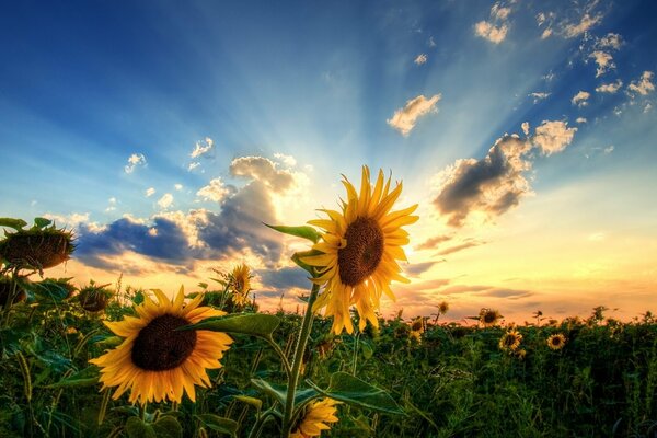 Campo con girasoles en el fondo de la puesta de sol