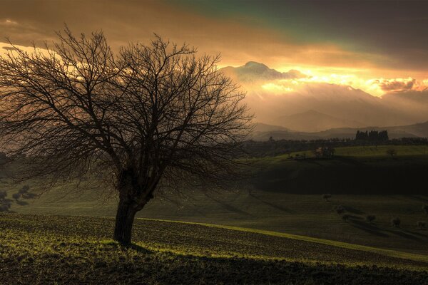 Un árbol solitario con una gran corona sin hojas contra un atardecer naranja. Paisaje. Crepúsculo