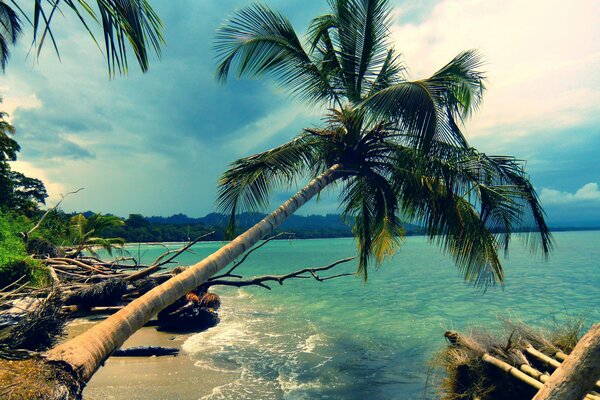 Landscape. A broken palm tree falls into the water