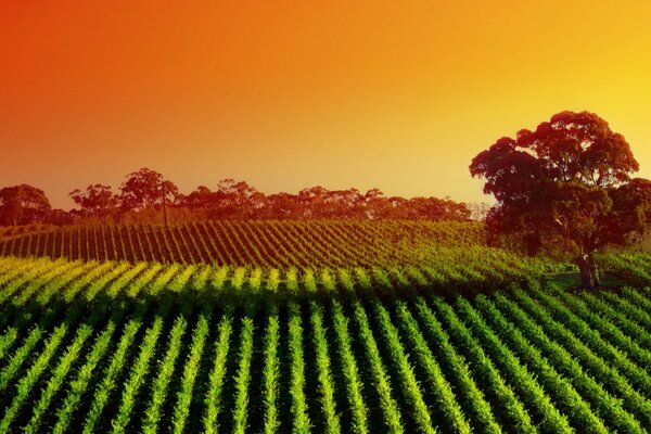 Vue sur les vastes champs agricoles