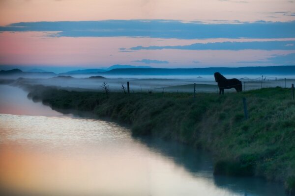 Ein einsames Pferd im Nebel