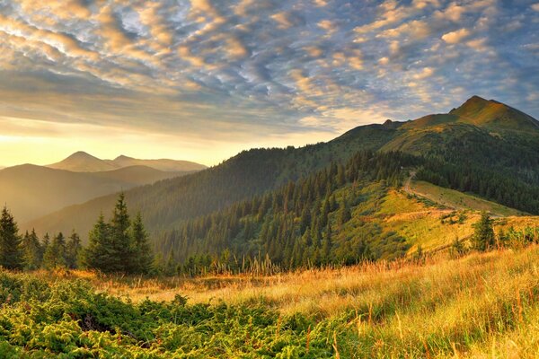 Splendido paesaggio di colline con erba