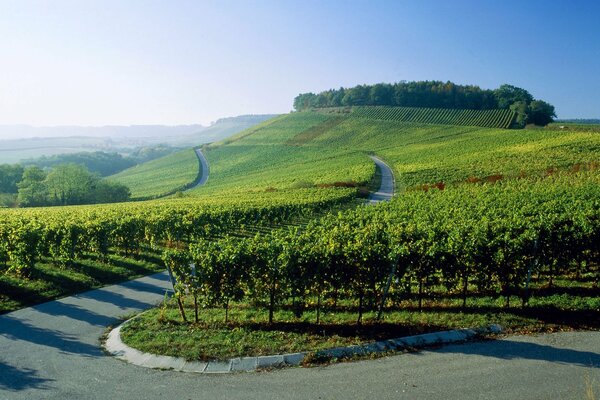 Die Straße entlang der Weinberge in Deutschland